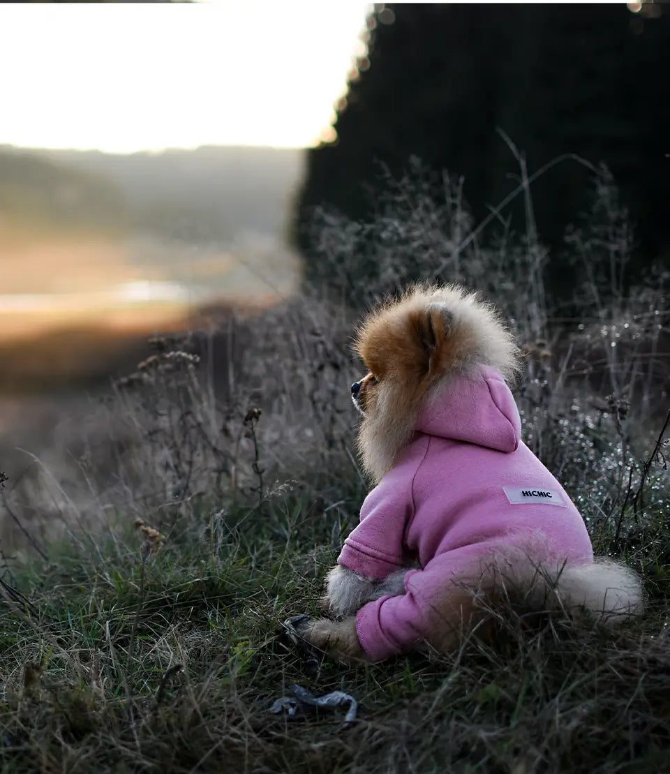 Dogverall_11-2024.webp