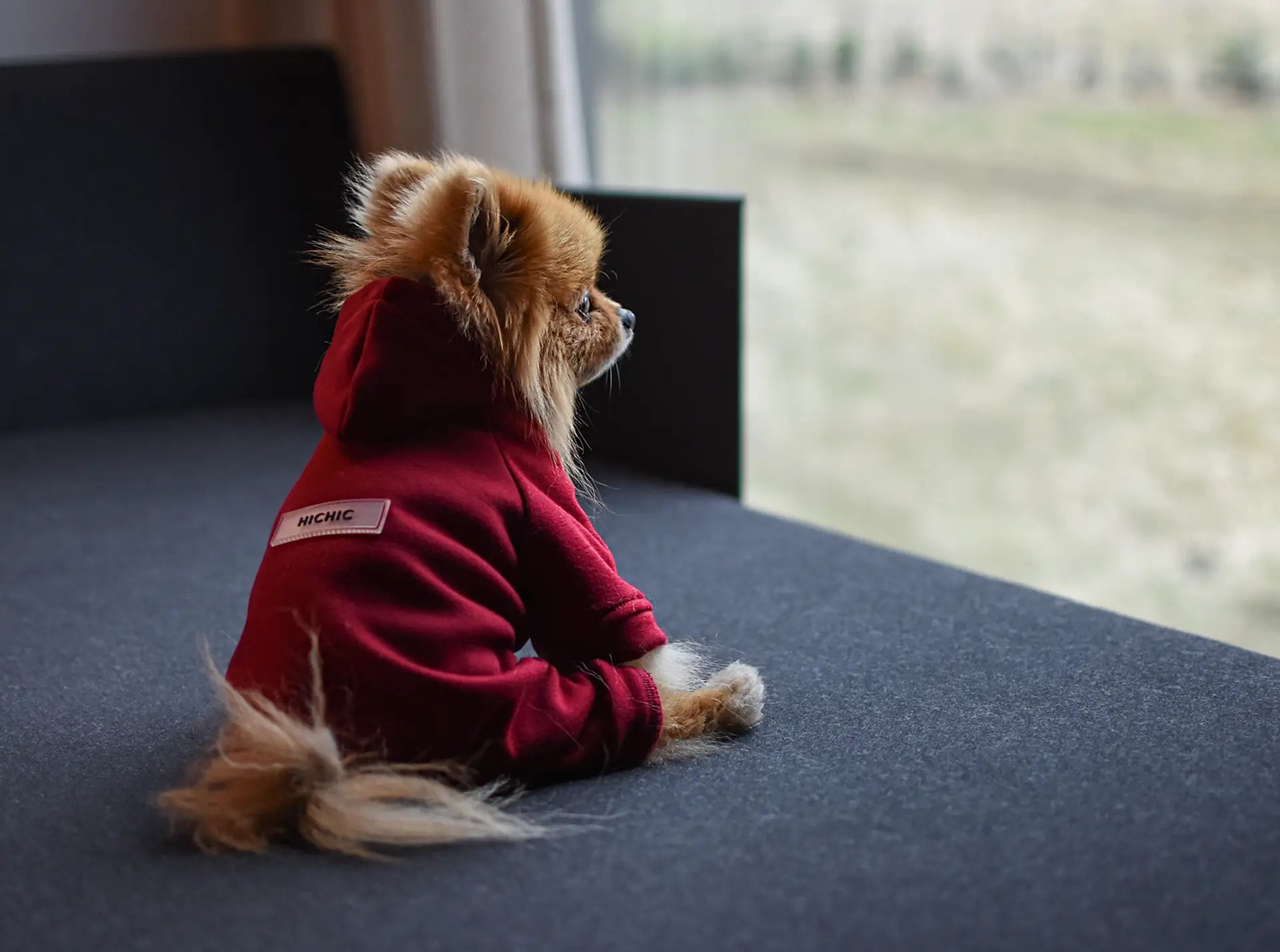 Dogverall_Pepper.webp