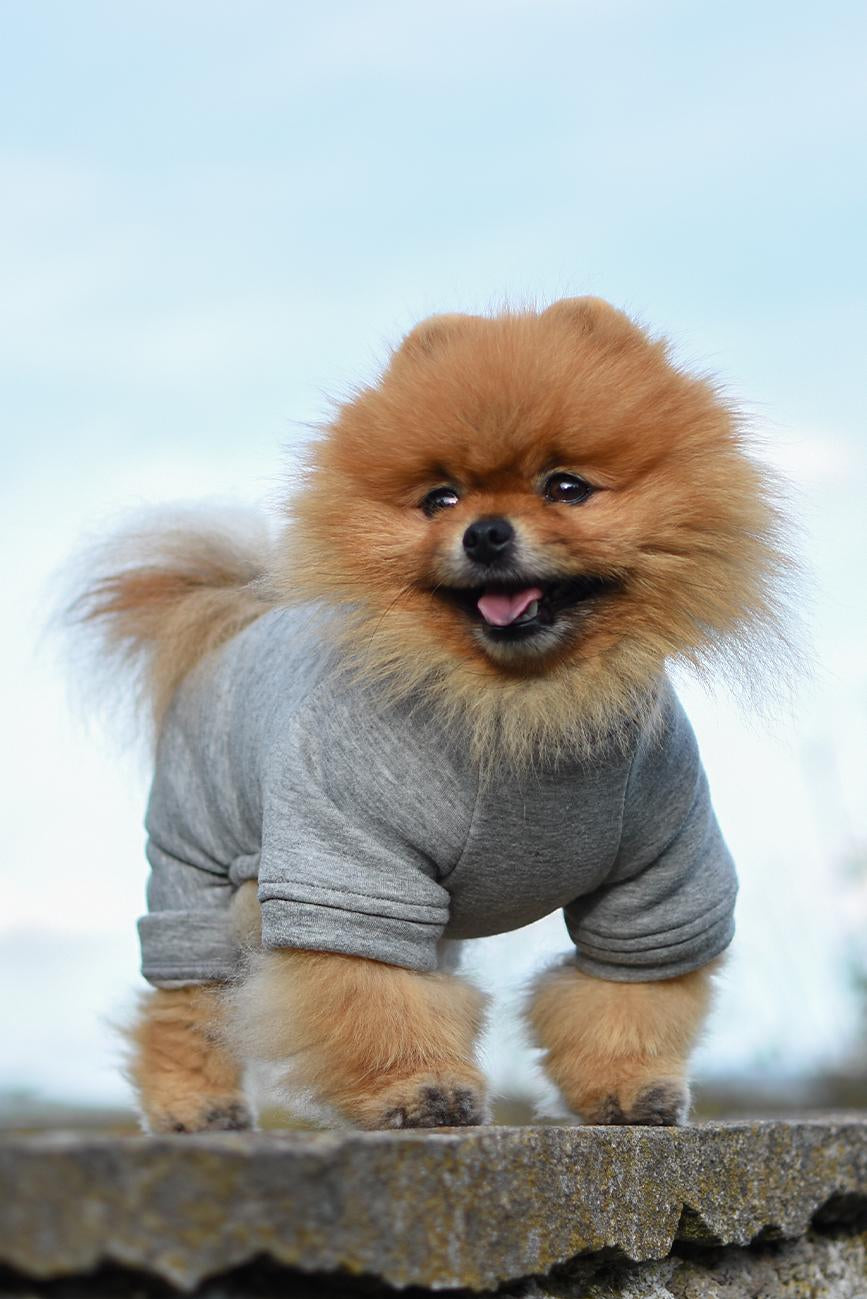 ŠEDÝ ZIMNÍ OBLEČEK PRO PSA HICHIC Hoodie DOGverall