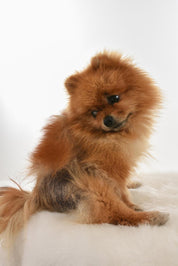 DOG OUTFIT HICHIC DOGoverall blue