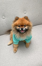 WARM SWEATSHIRT FOR DOGS pistachio HICHIC
