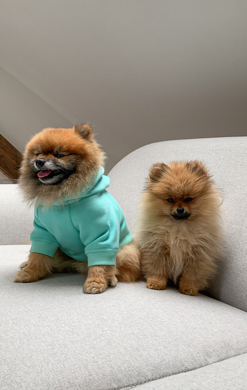 WARM SWEATSHIRT FOR DOGS pistachio HICHIC